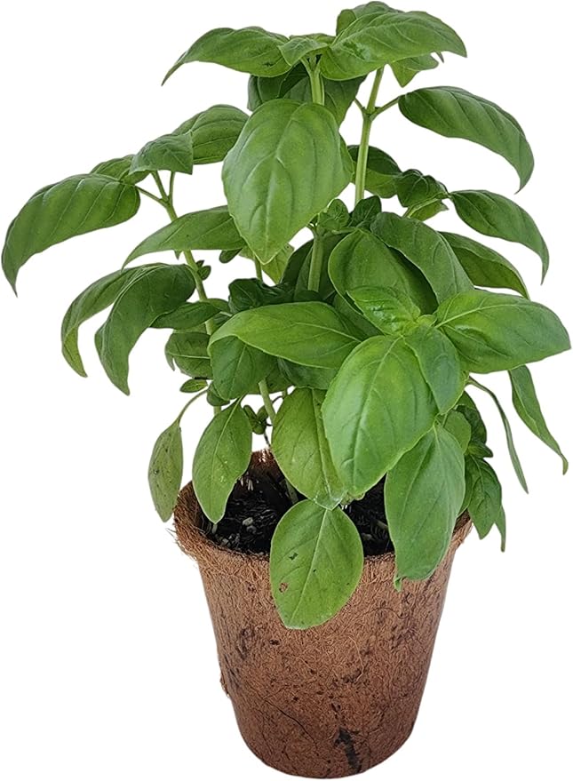Unique Gardener Plant-It Starters Plant Seeds 4 Variety Pack, DIY Indoor Succulents and Live Plants for Home or Garden Planting, Assorted Seed