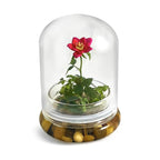 Bloomify Live Rose Terrarium, Miniature Rose in Self Sustaining Glass Jar, Maintenance Free, Great Unique Gift and Home Decor.