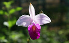 Hawaiian Bamboo Orchid Arundina Graminifolia Roots 1 Pack 2 Roots LJK23