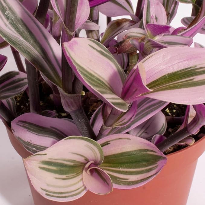 Shop Succulents Tradescantia Nanouk, Hanging Live Indoor Plant, Easy Care Hanging Trailing Houseplant in Nursery Pot, Air Purifying Plant in Soil, Housewarming, Home Décor, 6 Inch Pot