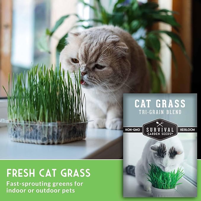 Cat Grass Seeds for Planting – Grow Pet Greens Indoors or Outdoors – Heirloom Non-GMO Tri Grain Blend – Survival Garden Seeds (5 Pack, Seed Only)