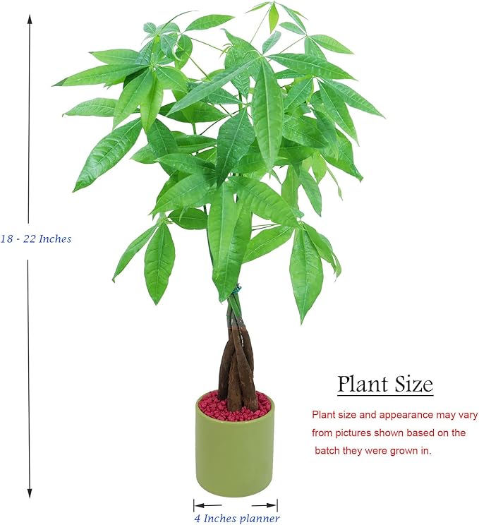Athena's Garden Money Tree Plant Indoor Live Plant Pachira Money Tree with Ceramic Planter 18 Inches Tall, Green Pot - Red Rocks, Medium