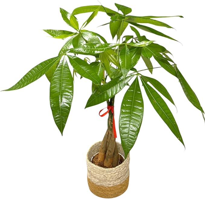 Money Tree Live Plant | 14-22 Inches Tall Bonsai | Easy to Grow Indoor Houseplant | Home, Office, or Room Decor | Birthday, Housewarming Gift (Brown Jute)