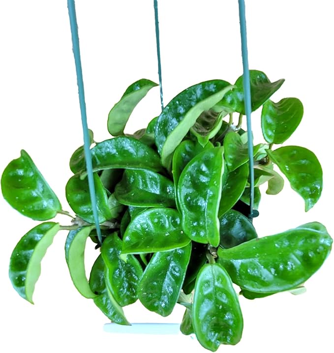 Hoya Krinkle 8 Live Hoya Plant Pink Flowers with Chocolate Smells Available in 2", 4", and 6" Pot (6" Hanging Pot)