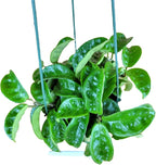 Hoya Krinkle 8 Live Hoya Plant Pink Flowers with Chocolate Smells Available in 2", 4", and 6" Pot (6" Hanging Pot)