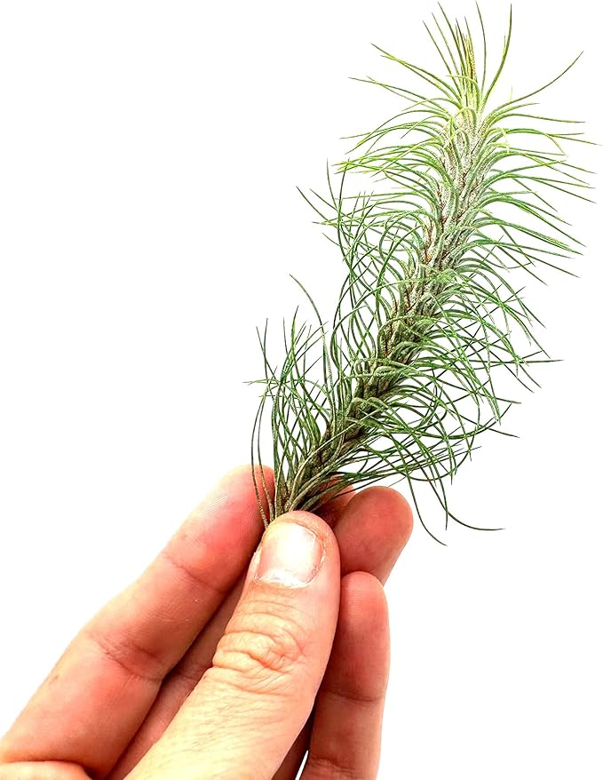 ragnaroc Air Plants - Colombian Tillandsia Funckiana, Large 5" - 2ct - Live Arrival Guaranteed - House Plants for Home Decor & Gift