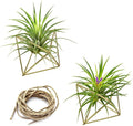 Hanging Air Plants Holders, 2Pcs Metal Air Plant Hangers for Small to Medium Sized Air Plants, Himmeli Geometric Planter to Add a Sense of Style and Relaxation for Home Office (2pcs, Gold)