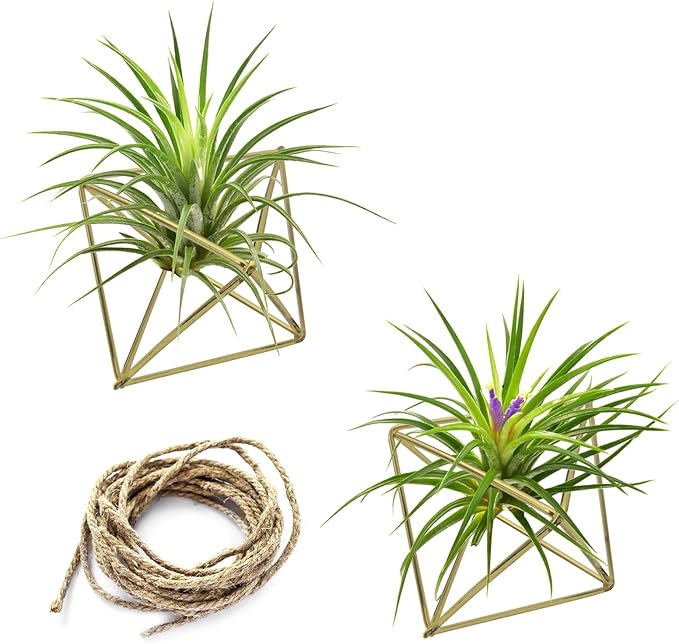 Hanging Air Plants Holders, 2Pcs Metal Air Plant Hangers for Small to Medium Sized Air Plants, Himmeli Geometric Planter to Add a Sense of Style and Relaxation for Home Office (2pcs, Gold)