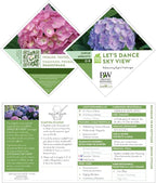 Proven Winners 2 Gal. Let's Dance Skyview Hydrangea Shrub