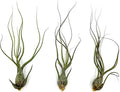 ragnaroc Live Air Plants - Tillandsia Butzii, Jumbo 7-9" - 3ct - Live Arrival Guaranteed - House Plants for Home Decor & Gift