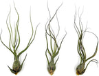 ragnaroc Live Air Plants - Tillandsia Butzii, Jumbo 7-9" - 3ct - Live Arrival Guaranteed - House Plants for Home Decor & Gift