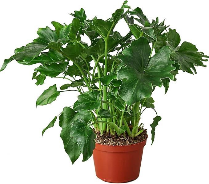 Philodendron Little Hope Live Plant for Indoor | Different Houseplants in 4'' & 6'' Pot | Real House Plant for Living Room, Office, Desk & Bathroom | selloum