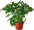 Philodendron Little Hope Live Plant for Indoor | Different Houseplants in 4'' & 6'' Pot | Real House Plant for Living Room, Office, Desk & Bathroom | selloum
