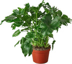 Philodendron Little Hope Live Plant for Indoor | Different Houseplants in 4'' & 6'' Pot | Real House Plant for Living Room, Office, Desk & Bathroom | selloum