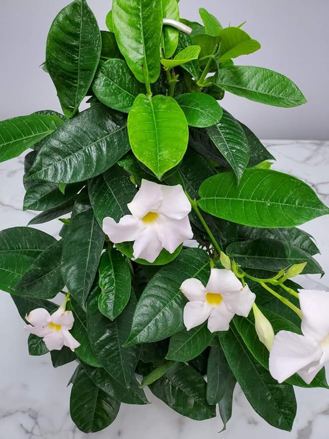 White Mandevilla Plant Live Hanging Basket - 12" Basket - Overall Size 14" Wide by 18" Tall - Tropical Plants of Florida (Plant Only)…