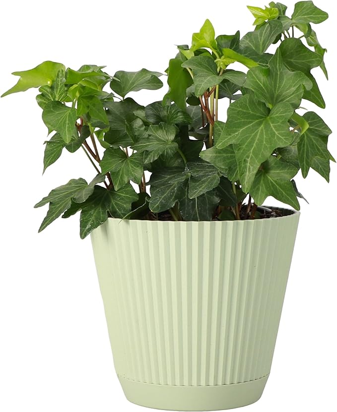 Thorsen's Greenhouse Live Green English Ivy Plant, Hedera Helix, Natural Air Purifier, Easy to Grow, Live Indoor Houseplant, 4" Diameter Pot (Sage)