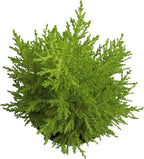 Miniature Festive Lemon Cypress Tree with Decorative 4.25" Pot Cover, Live Plant Gift for Holidays, Easy Care Live Houseplants for The Holidays by Plants for Pets