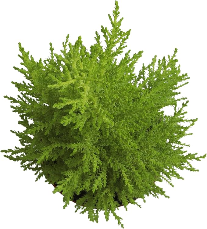 Miniature Festive Lemon Cypress Tree with Decorative 4.25" Pot Cover, Live Plant Gift for Holidays, Easy Care Live Houseplants for The Holidays by Plants for Pets