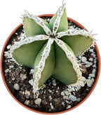 Live Succulents Mexican Fence Post Cactus (4-inch), Succulent Plants Fully Rooted in Pots with Soil, Easy-Care House Plant for DIY, Home Office Decor, Wedding Party Favor