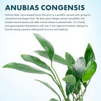 SubstrateSource Anubias Live Aquarium Plants - Potted Freshwater Plant for Fish Tanks, Terrariums - Beginner Friendly Low Light (Congensis, 3 Pots)