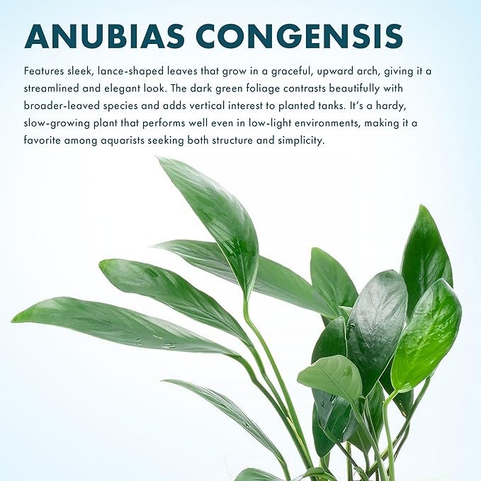 SubstrateSource Anubias Live Aquarium Plants - Potted Freshwater Plant for Fish Tanks, Terrariums - Beginner Friendly Low Light (Congensis, 1 Pot)