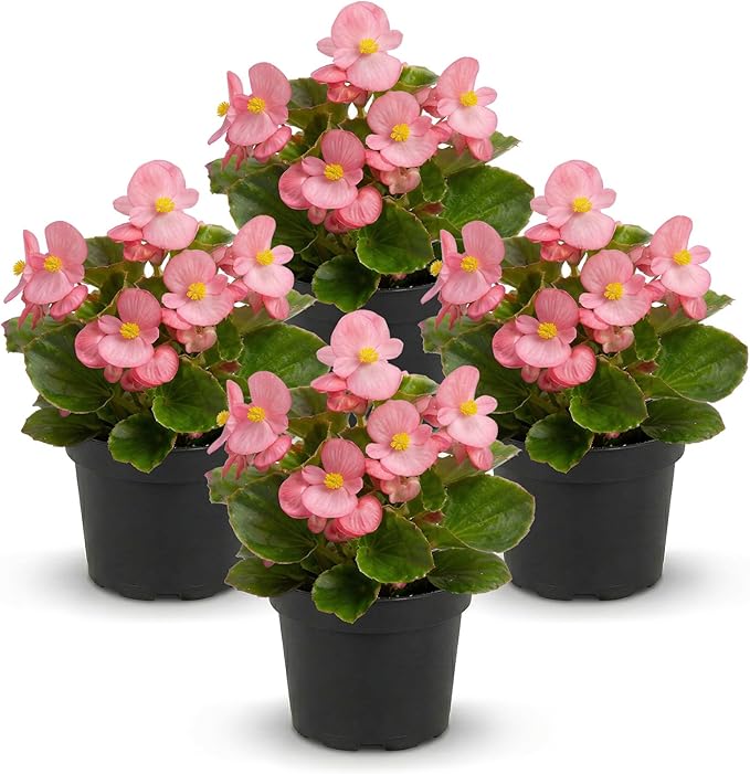Live Begonia - Green Leaf Ambassador Pink (4 Per Pack), Beautiful Shade Annual, Ships 8" Tall by 4" Wide in 1 Pt Pot