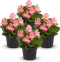 Live Begonia - Green Leaf Ambassador Pink (4 Per Pack), Beautiful Shade Annual, Ships 8" Tall by 4" Wide in 1 Pt Pot