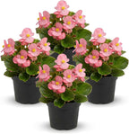 Live Begonia - Green Leaf Ambassador Pink (4 Per Pack), Beautiful Shade Annual, Ships 8" Tall by 4" Wide in 1 Pt Pot
