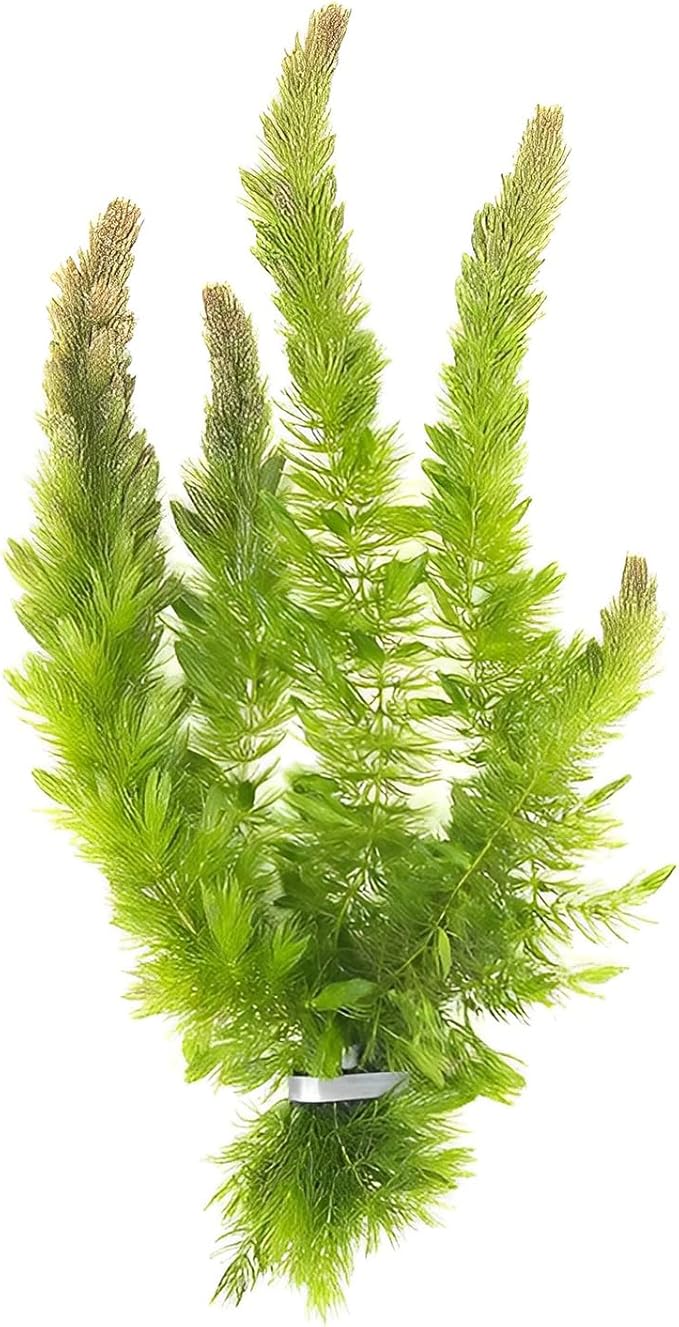 Beginner's 10-Pack Aquarium Live Plants Bundle - Ideal for Freshwater Tanks - Easy Care, Low Maintenance, & Vibrant Greenery for a Thriving Aquatic Habitat - 30 Plant Bundle