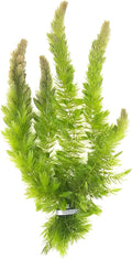 Beginner's 10-Pack Aquarium Live Plants Bundle - Ideal for Freshwater Tanks - Easy Care, Low Maintenance, & Vibrant Greenery for a Thriving Aquatic Habitat - 30 Plant Bundle