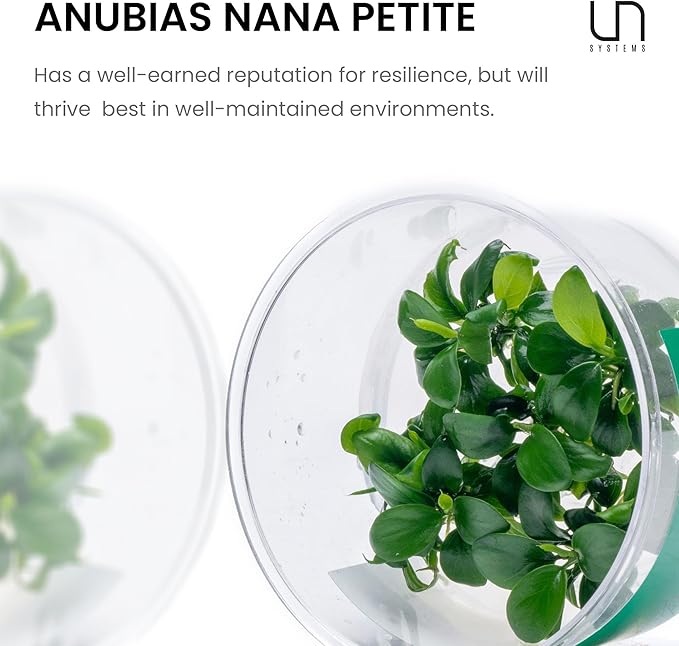 Ultum Nature Systems Live Tissue Culture - Anubias Nana Petite (Anubias barteri 'Nana') - Easy - Low to Medium Light - Dark Green Accent - Foreground - 100% Snail Free Grown in-Vitro