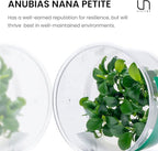 Ultum Nature Systems Live Tissue Culture - Anubias Nana Petite (Anubias barteri 'Nana') - Easy - Low to Medium Light - Dark Green Accent - Foreground - 100% Snail Free Grown in-Vitro