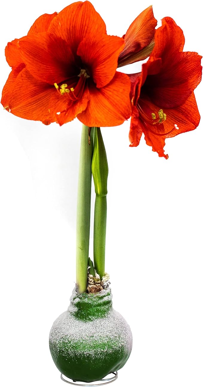 Waxed Amaryllis Bulb - Valentine's Red - Easy Care, No Watering Needed - Beautiful Live Décor & Snow Flecked Waxed Amaryllis Bulb - Green, Easy Care - No Watering Needed! Beautiful Live Decor