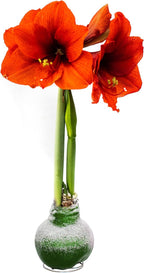 Snow Flecked Waxed Amaryllis Bulb – Green Wax with Red Blooms – Live Holiday Gift Plant, Easy Care, No Watering Needed