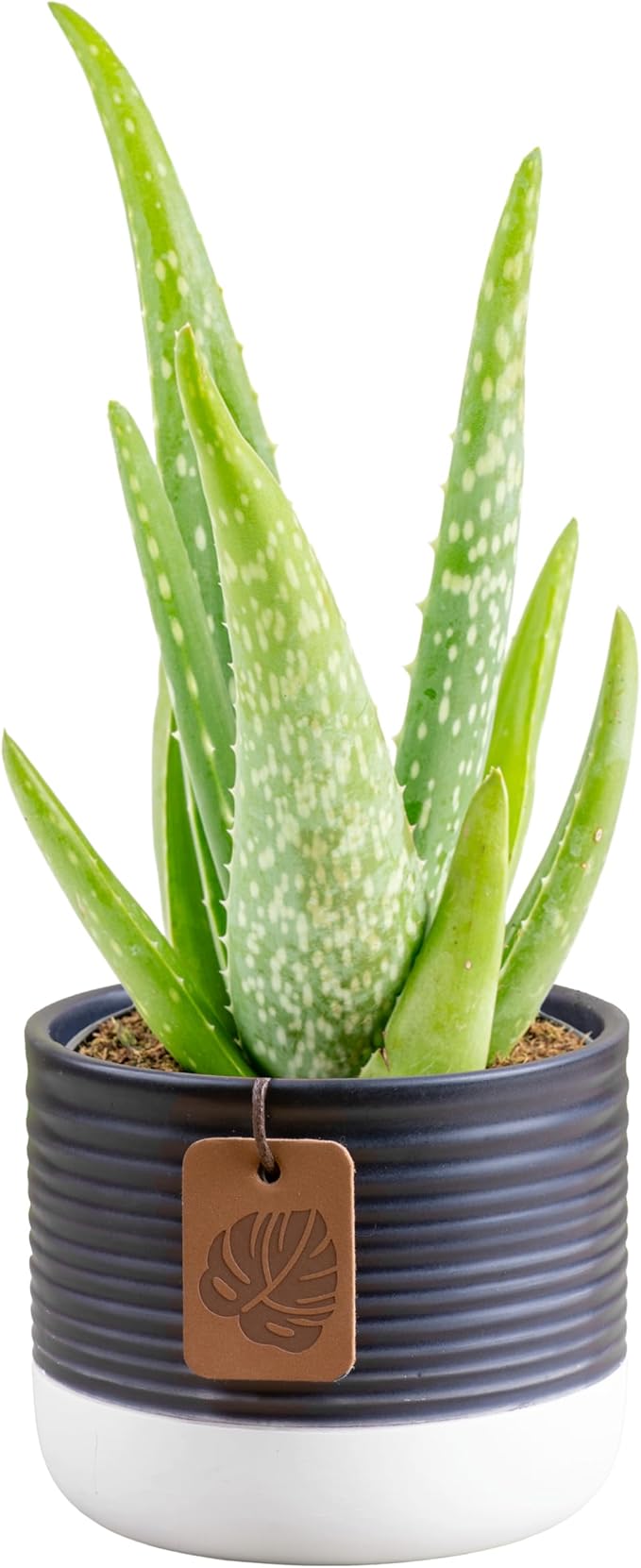 Costa Farms Aloe Vera Live Plant in Decorative Pot, Easy to Maintain, Air Purifying Succulent Indoor Houseplant, Home, Room, or Office Decor, House Warming or Birthday Gift, 12-18 Inches Tall