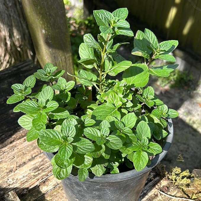 Mojito Mint Live Plants (5-9") - Pack of 3 (Three)- Authentic Mentha x villosa - True Cuban Cocktail Herb - Fast Growing Indoor/Outdoor Container Garden