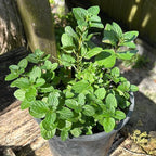 Mojito Mint Live Plants (5-9") - Pack of 3 (Three)- Authentic Mentha x villosa - True Cuban Cocktail Herb - Fast Growing Indoor/Outdoor Container Garden