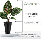 Calathea Collection (4 Pack) Live Plants – Stunning Foliage Prayer Plants Like Orbifolia, Rose Painted, White Star & Dottie – Easy Indoor Tropical Plants – Pet Friendly – Natural Air Purifiers