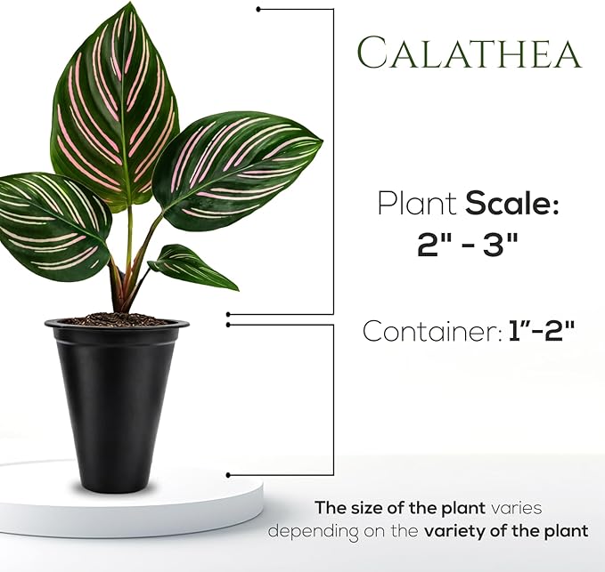 Calathea Collection (4 Pack) Live Plants - Prayer Plants, Air Purifying Plant Indoor, Easy Plants Live Houseplants, Perfect for Home, Room, or Office Decor, Real Plants Indoor/Outdoor