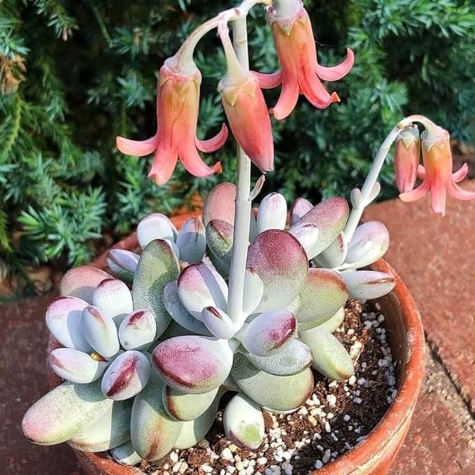 Cotyledon Pendens Live Plant, Rare Trailing Succulent in 2" Pot, Hanging Succulent for Indoor Outdoor Planters