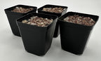 Lithops Seed KIT Mix Fresh Harvest 50 Seeds 4-2” Pots & Soil Huge Variety of Species Beautiful Colorful Faces Variable Colors Patterns High Germination Rate Living Stone (Kit # 1 50seed4-2”Pot-Soil)