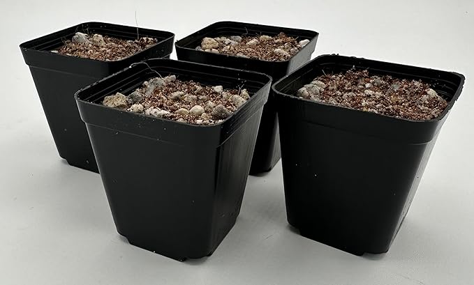 Lithops Seed KIT Mix Fresh Harvest 50 Seeds 4-2” Pots & Soil Huge Variety of Species Beautiful Colorful Faces Variable Colors Patterns High Germination Rate Living Stone (Kit # 1 50seed4-2”Pot-Soil)