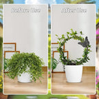 3Pack Trellis for Climbing Plants Indoor, Rust-Proof Trellis for Indoor Potted Plants Round Circle Trellis with Butterfly Houseplant Metal Wire Trellis for Vine Ivy Flower Plant Support
