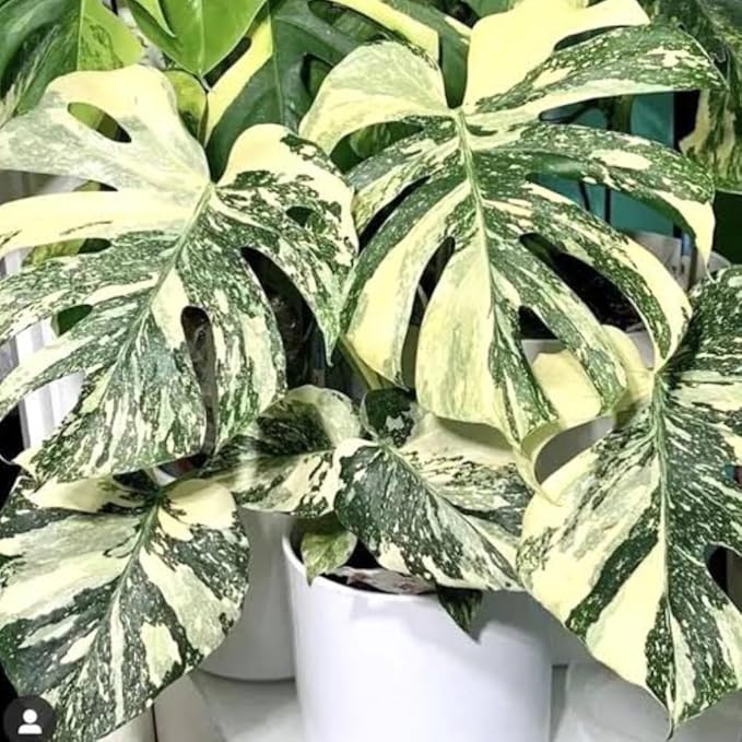Philodendron Plant Live, Rare Tropical Variegated Live Indoor Houseplant for Home Office, 5-8" Tall, No Pot (Variegated Philodendron Monstera Constellation)