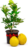 Ponderosa Lemon Tree Live Plants 13" - 22" Tall – Indoor Outdoor Fruit Tree Plant Growing, Live Citrus Plant Mothers Day Gift for Mom Home Garden Patio Use, Cannot Ship CA AZ TX LA by Via Citrus