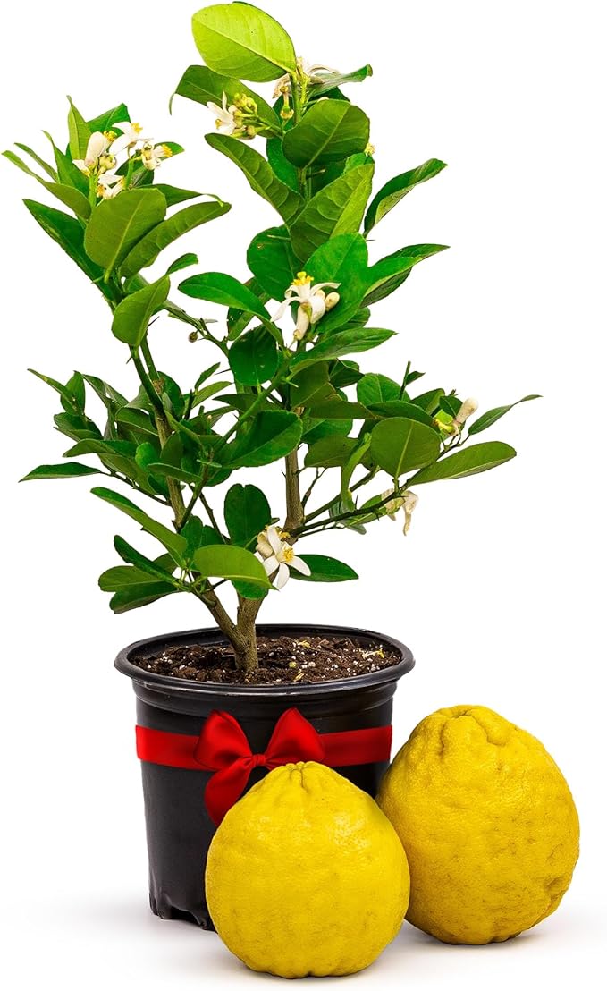 Ponderosa Lemon Tree Live Plants 13" - 22" Tall – Indoor Outdoor Fruit Tree Plant Growing, Live Citrus Plant Mothers Day Gift for Mom Home Garden Patio Use, Cannot Ship CA AZ TX LA by Via Citrus