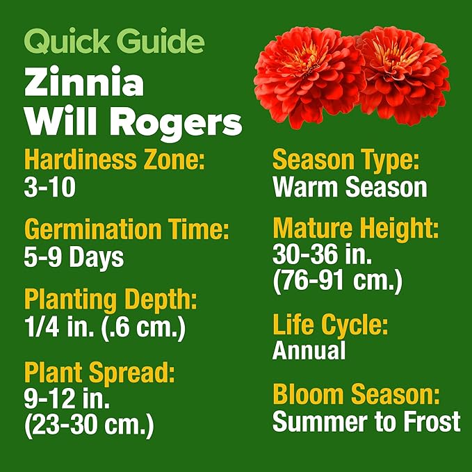 HOME GROWN Will Rogers Zinnia Seeds - 300 Zinnia Flower Seeds for Planting Outdoors - Tall Zinnia Elegans Cut Flowers - Heirloom Non-GMO Zinnia Seeds for 2026 (Zinnia Elegans)
