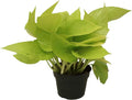 California Tropicals 4" Neon Pothos Live Pot Houseplant - Plant for Indoors, Outdoors, Easy Care Tropic for House, Office, Potted Real Plant Easyplant for Inside Houses & Gardens for Purifying Air