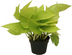California Tropicals 4" Neon Pothos Live Pot Houseplant - Plant for Indoors, Outdoors, Easy Care Tropic for House, Office, Potted Real Plant Easyplant for Inside Houses & Gardens for Purifying Air