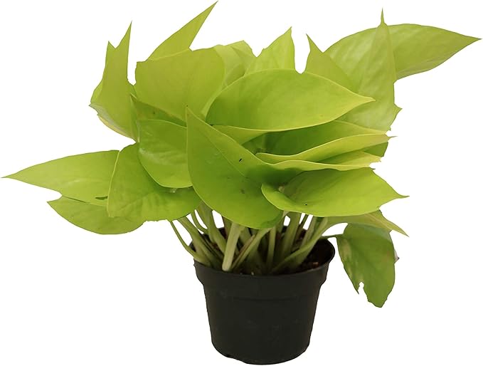 California Tropicals 4" Neon Pothos Live Pot Houseplant - Plant for Indoors, Outdoors, Easy Care Tropic for House, Office, Potted Real Plant Easyplant for Inside Houses & Gardens for Purifying Air